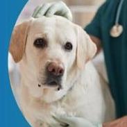 Vet Access